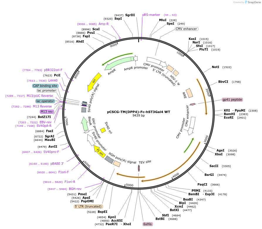 239825-plasmid-map-sequence-id-483026