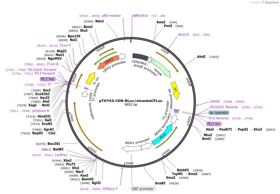 38223-plasmid-map-sequence-id-48303