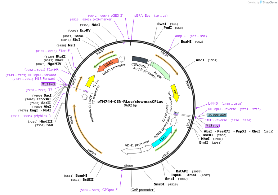38224-plasmid-map-sequence-id-48304