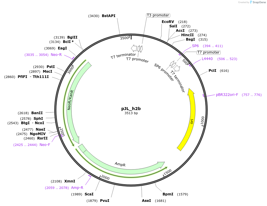 239174-plasmid-map-sequence-id-483049