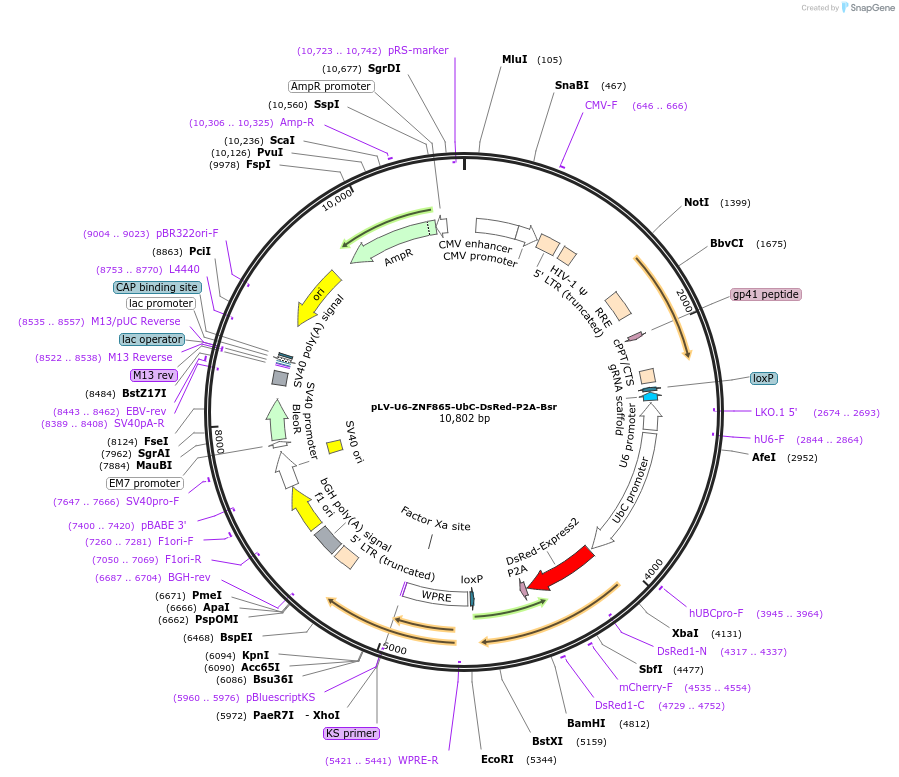 241309-plasmid-map-sequence-id-483062