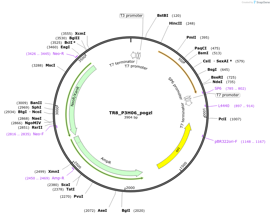 239145-plasmid-map-sequence-id-483067