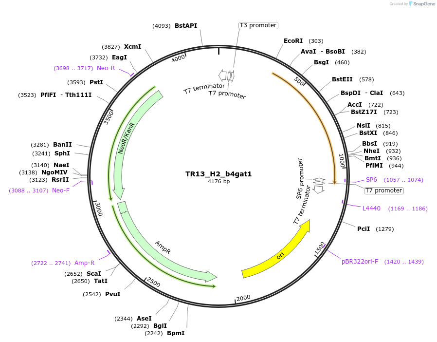 239150-plasmid-map-sequence-id-483078