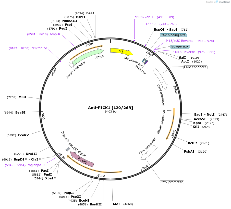 222149-plasmid-map-sequence-id-483084