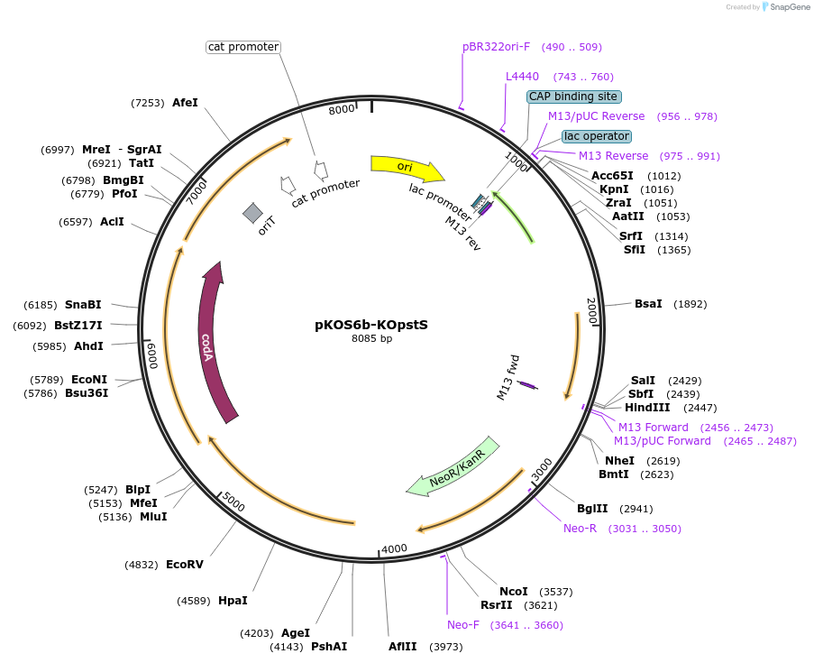 237503-plasmid-map-sequence-id-483088