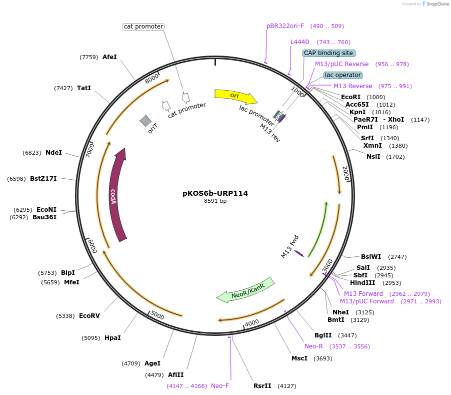 237505-plasmid-map-sequence-id-483089