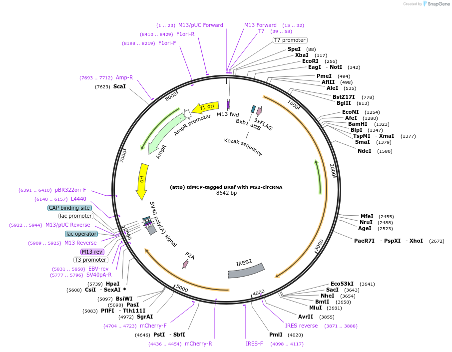 226163-plasmid-map-sequence-id-483090