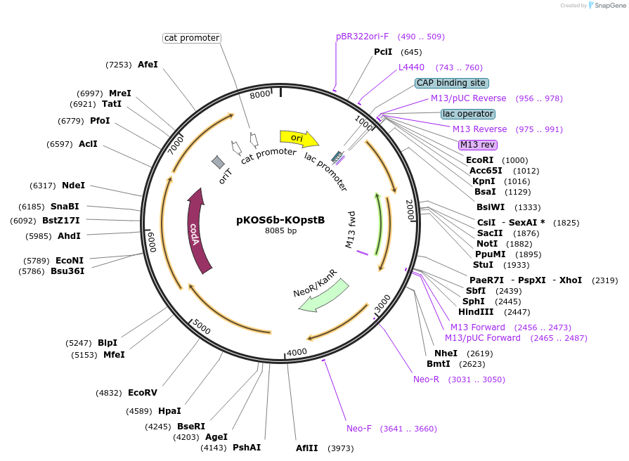 237501-plasmid-map-sequence-id-483091