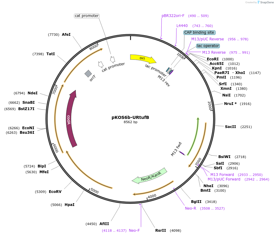 237506-plasmid-map-sequence-id-483097