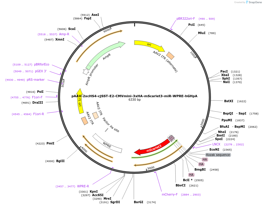 240048-plasmid-map-sequence-id-483098