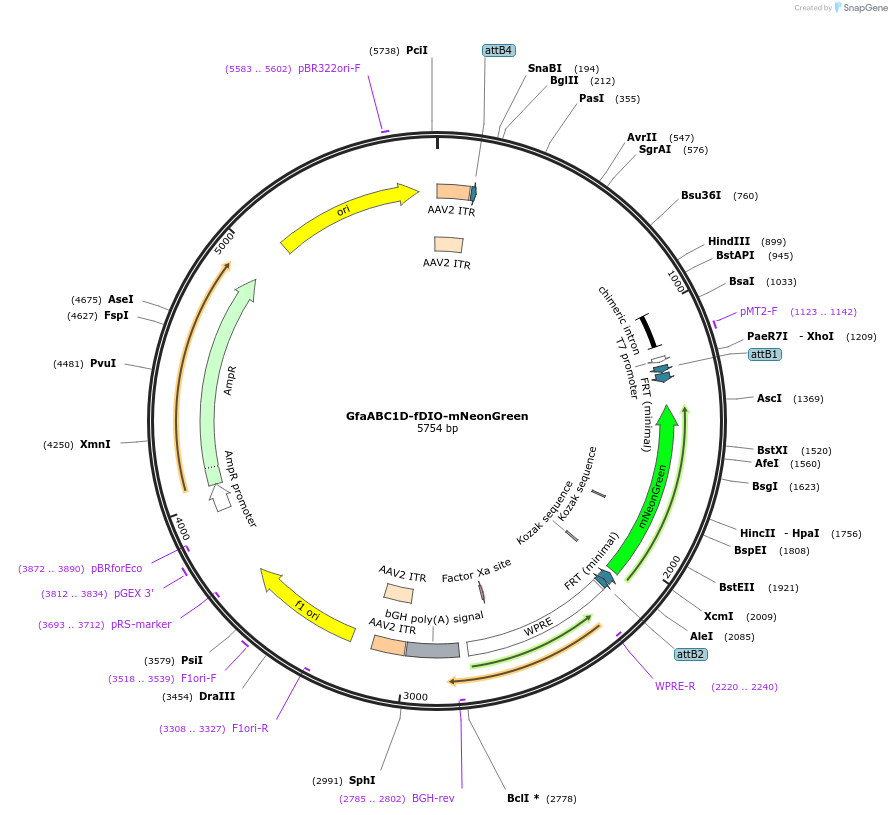 241240-plasmid-map-sequence-id-483102