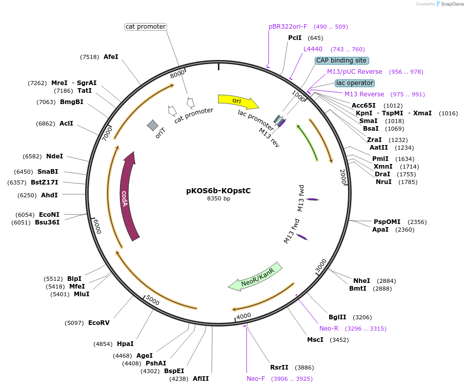 237502-plasmid-map-sequence-id-483104