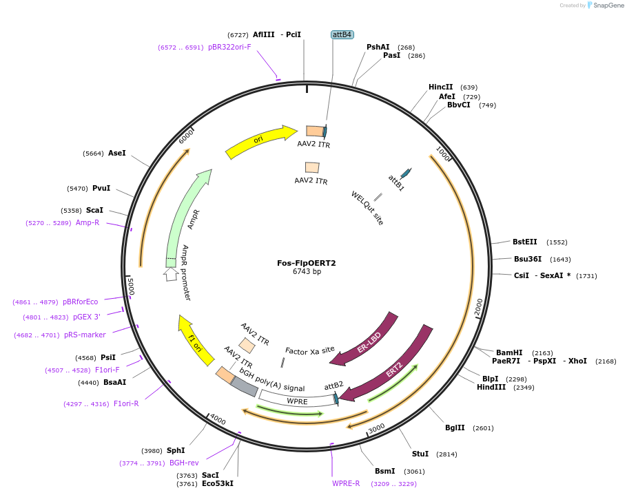 241239-plasmid-map-sequence-id-483108