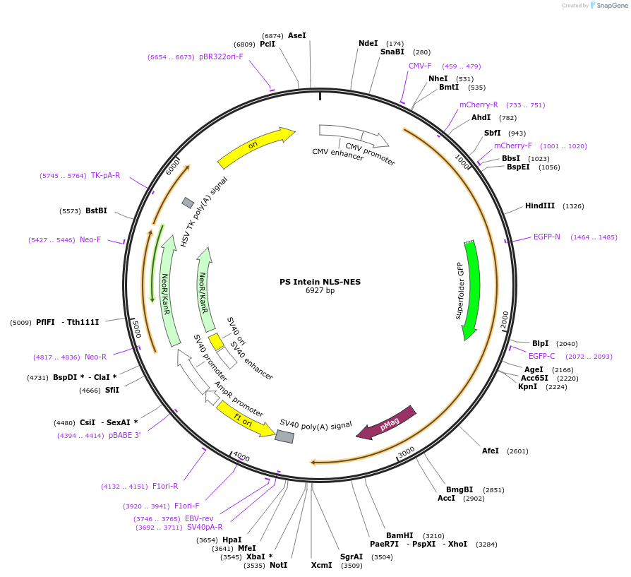 242021-plasmid-map-sequence-id-483128
