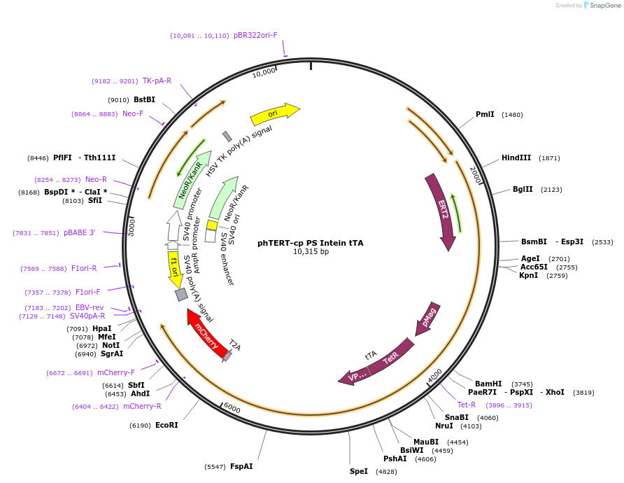 242032-plasmid-map-sequence-id-483130
