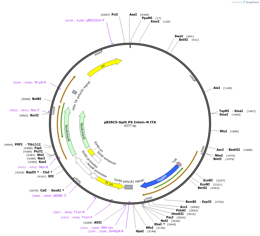 242033-plasmid-map-sequence-id-483131