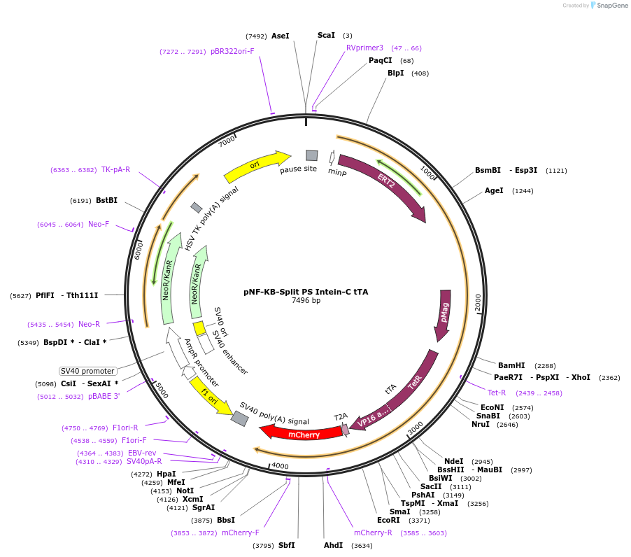 242035-plasmid-map-sequence-id-483142