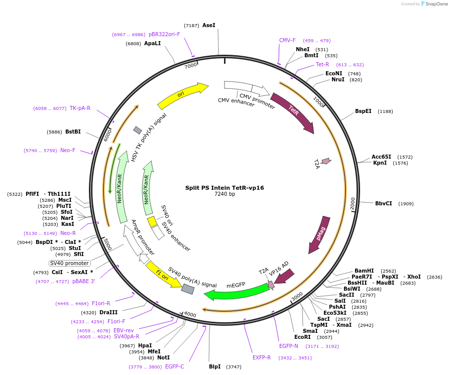 242023-plasmid-map-sequence-id-483143