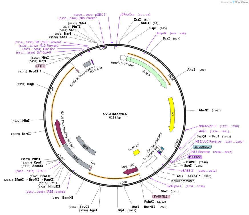 38247-plasmid-map-sequence-id-48317