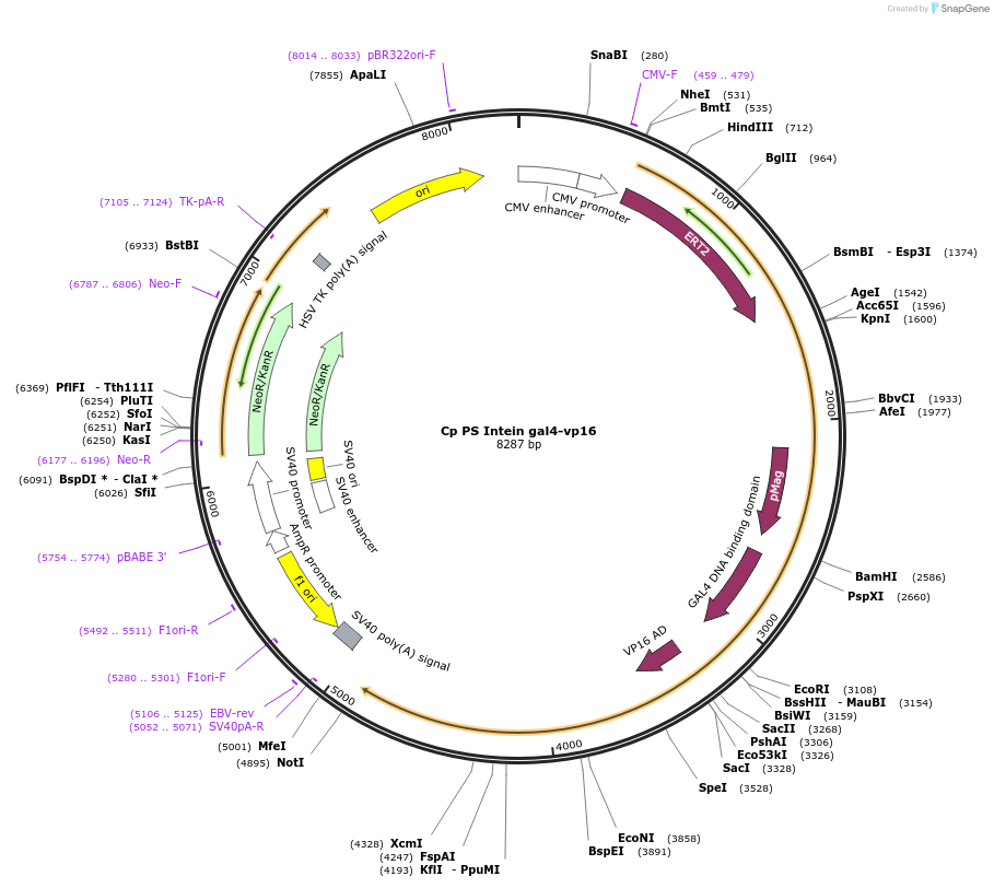 242029-plasmid-map-sequence-id-483210