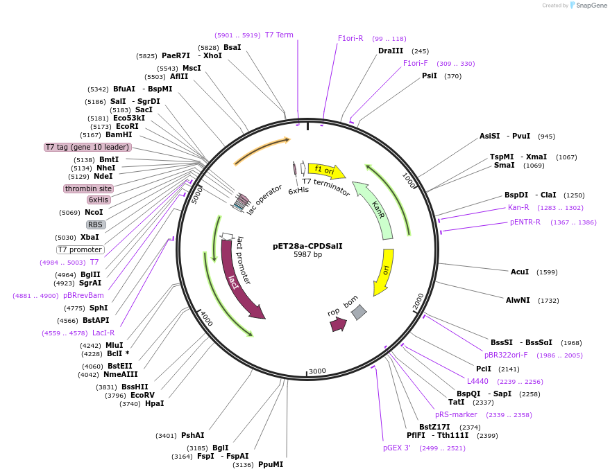 38252-plasmid-map-sequence-id-48329