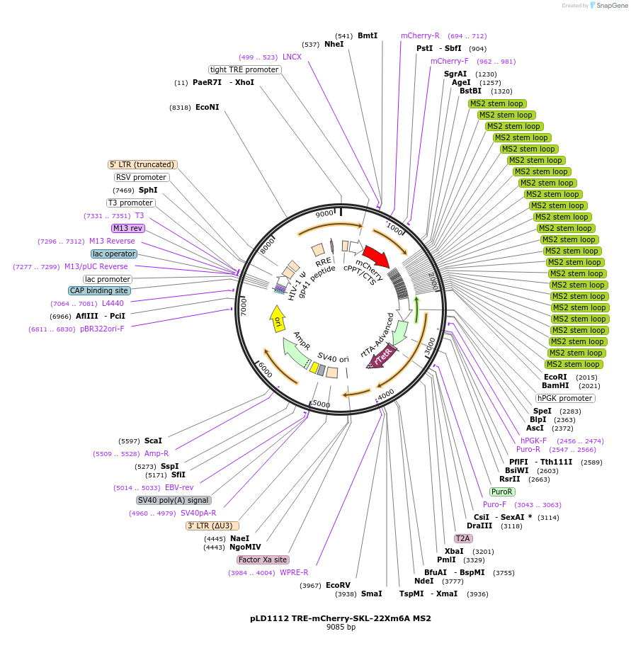 235128-plasmid-map-sequence-id-483324