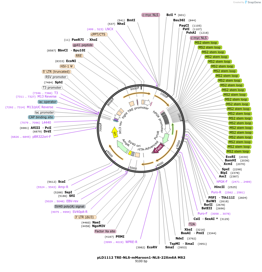 235129-plasmid-map-sequence-id-483330