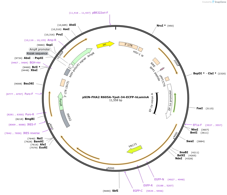 235123-plasmid-map-sequence-id-483363