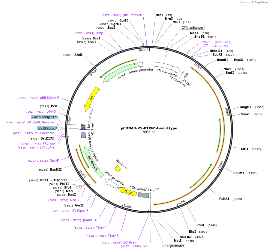 61003-plasmid-map-sequence-id-483369