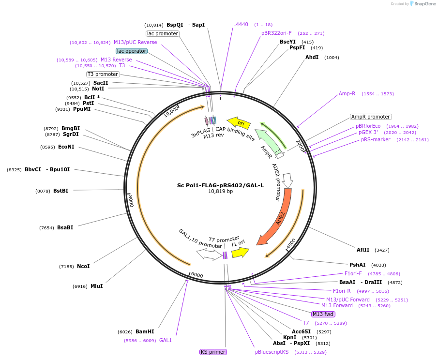 241975-plasmid-map-sequence-id-483375