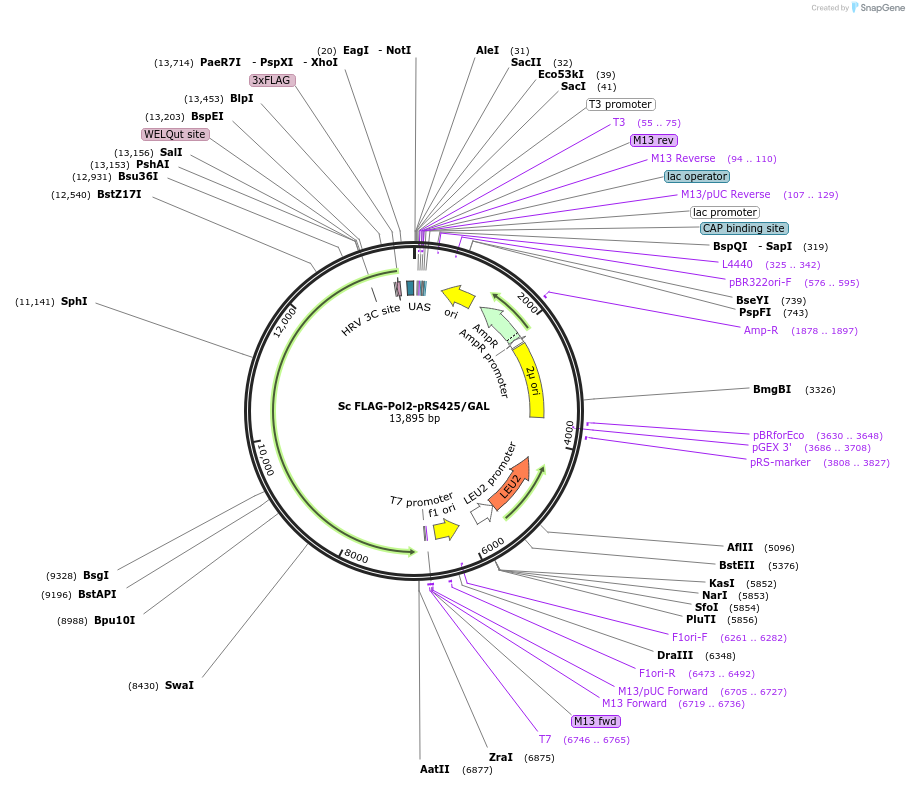 241978-plasmid-map-sequence-id-483378