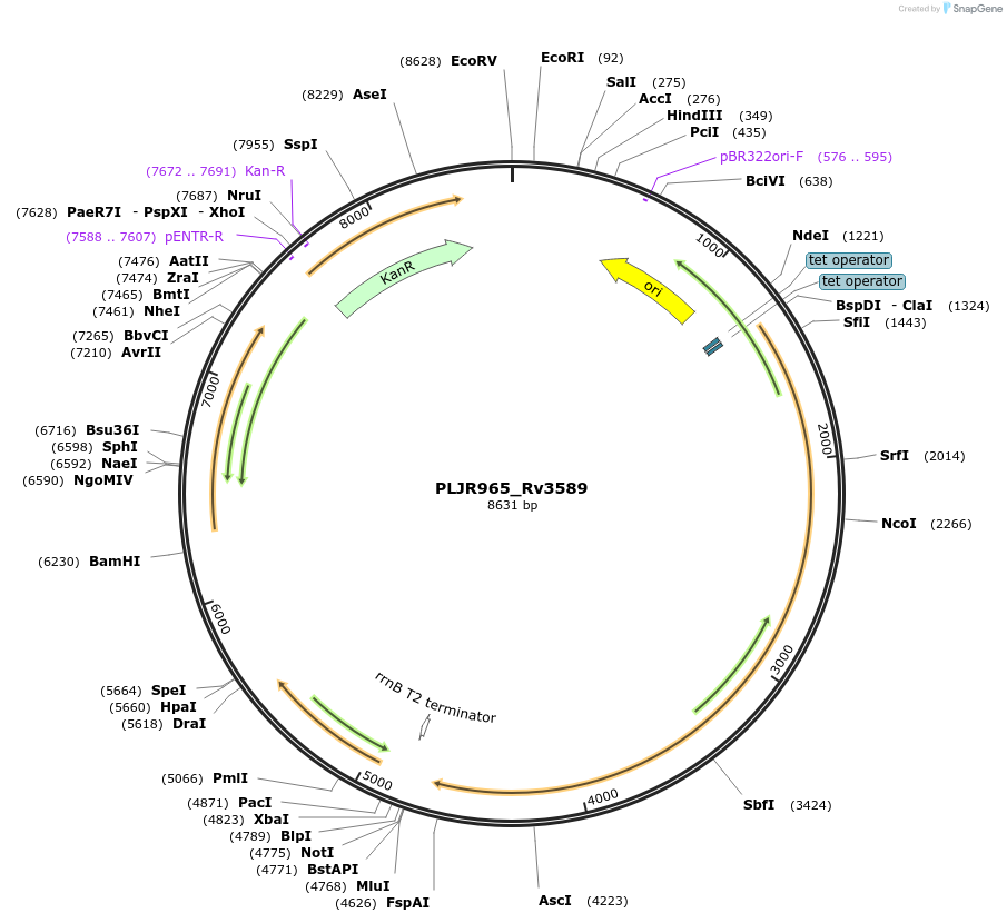 241236-plasmid-map-sequence-id-483387