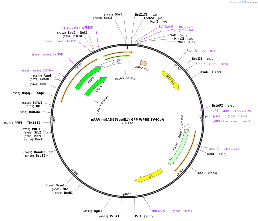 177316-plasmid-map-sequence-id-483392