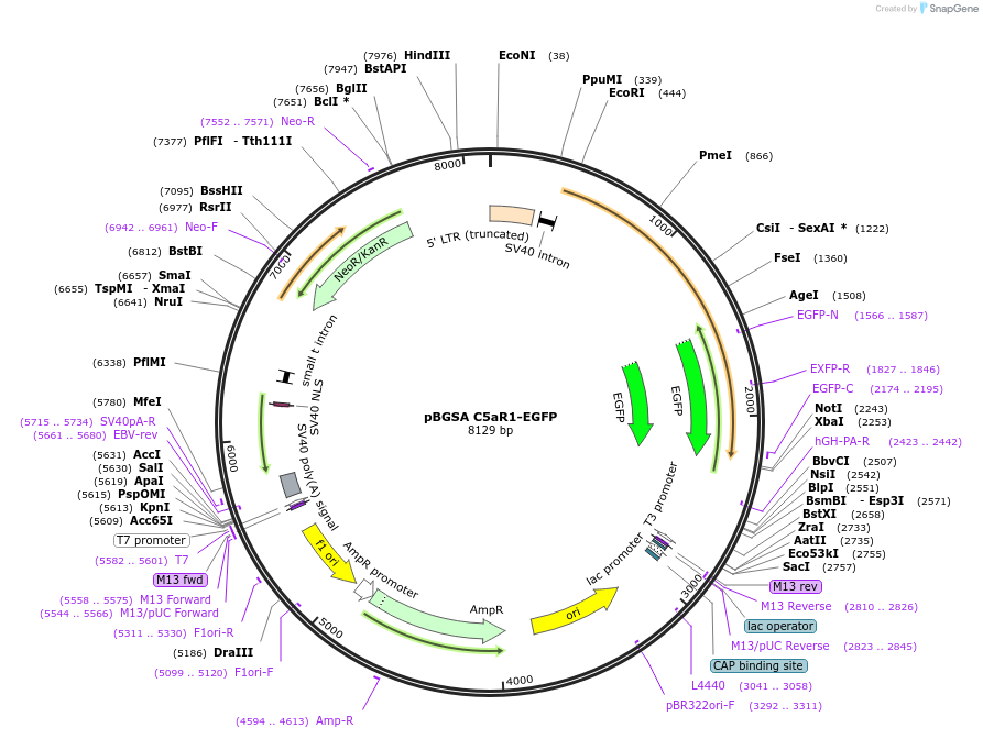 62612-plasmid-map-sequence-id-483454
