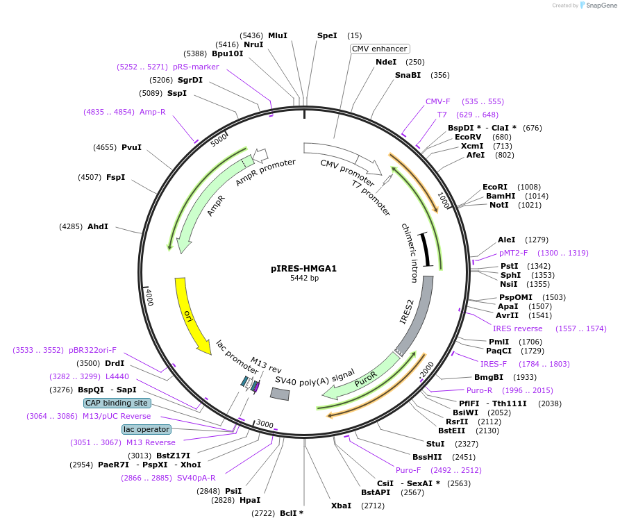 13466-plasmid-map-sequence-id-483456