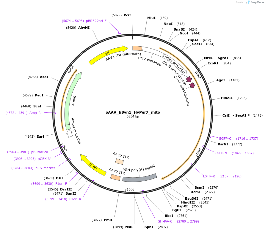 238968-plasmid-map-sequence-id-483492