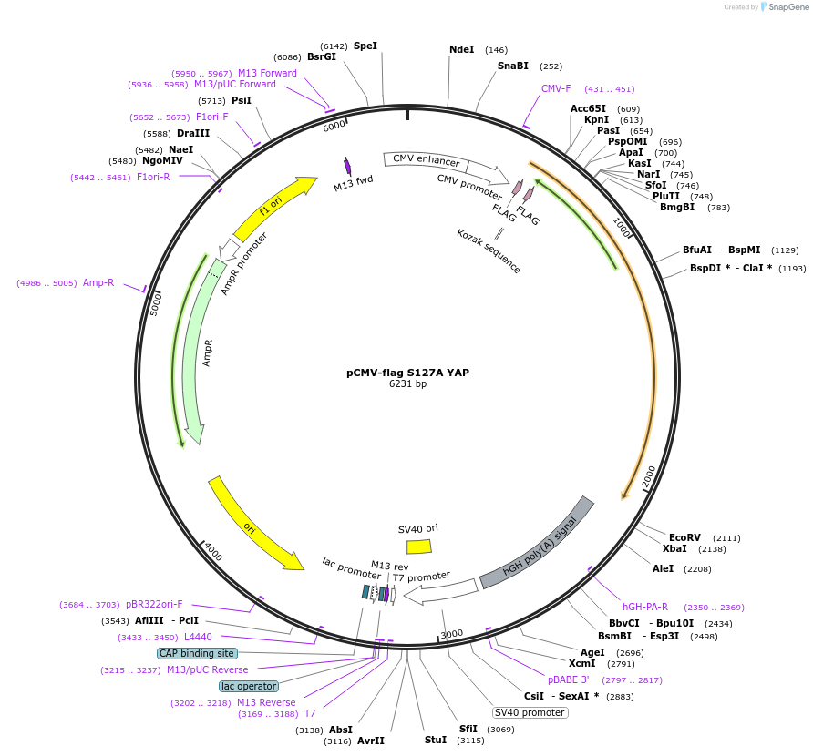 27370-plasmid-map-sequence-id-483493