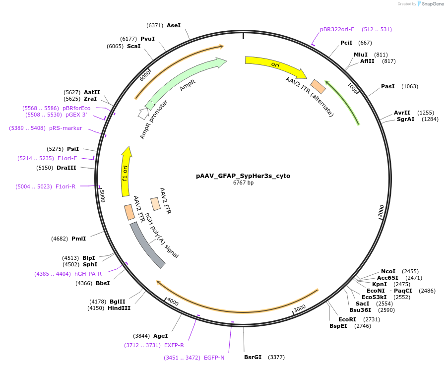 238969-plasmid-map-sequence-id-483496