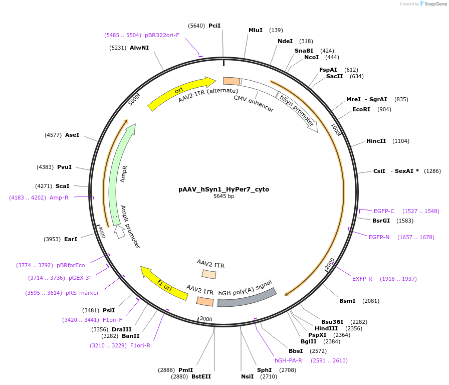 238967-plasmid-map-sequence-id-483536