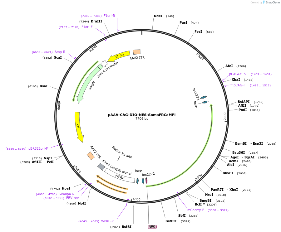 232836-plasmid-map-sequence-id-483537