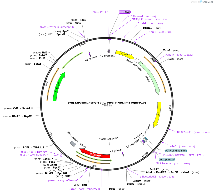 240410-plasmid-map-sequence-id-483538
