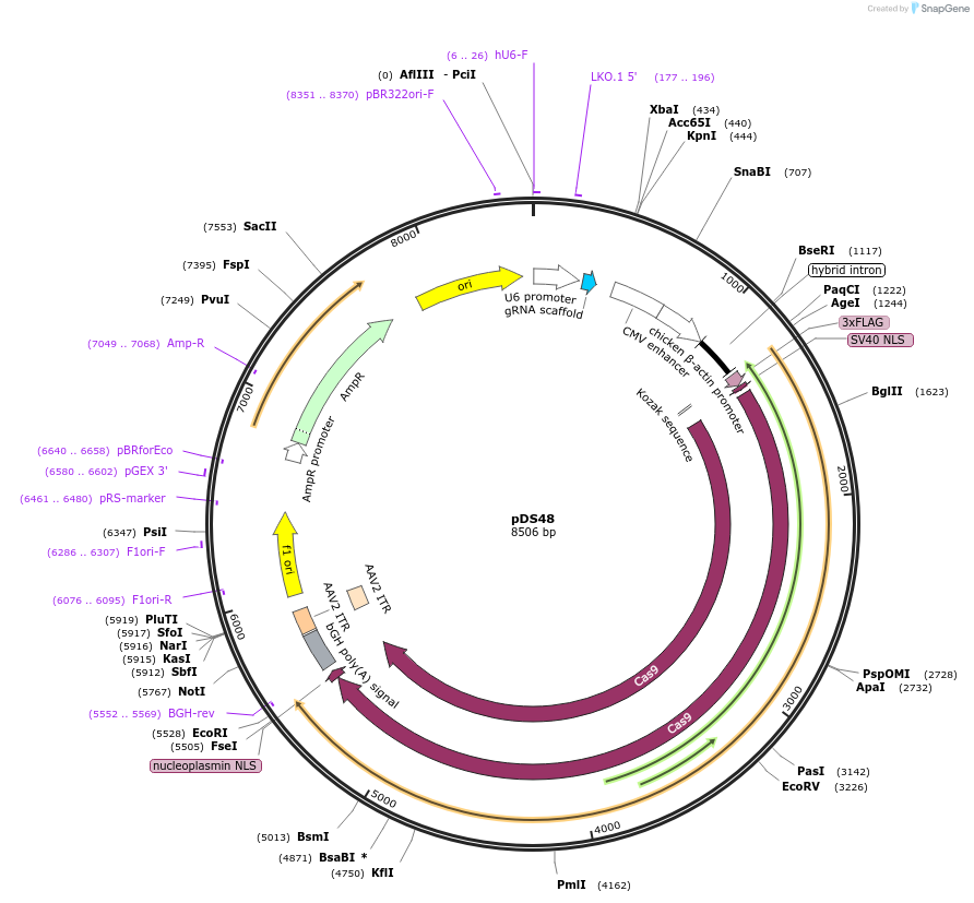 241839-plasmid-map-sequence-id-483540