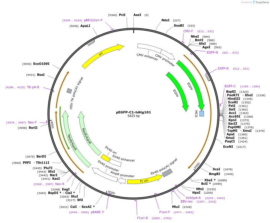 22876-plasmid-map-sequence-id-483541