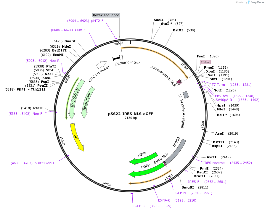 241837-plasmid-map-sequence-id-483543