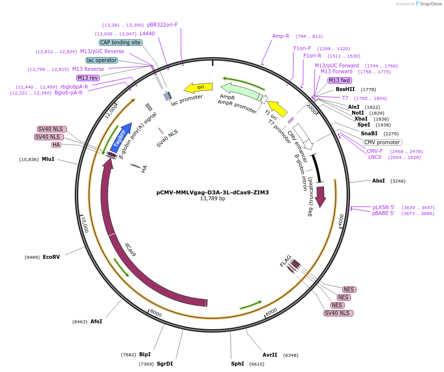 240531-plasmid-map-sequence-id-483544