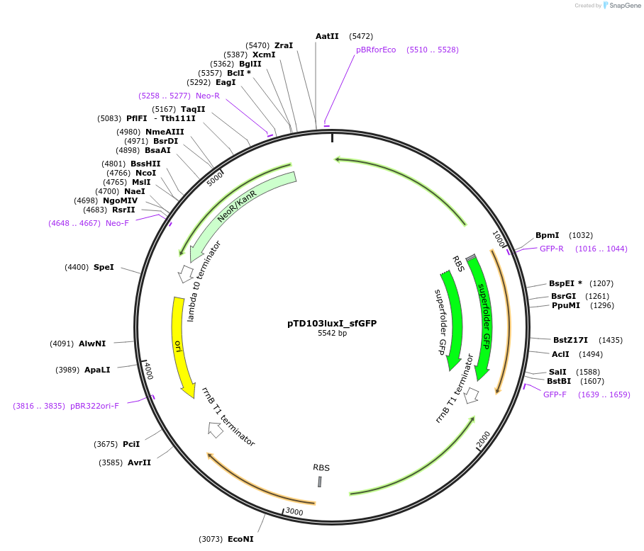 48885-plasmid-map-sequence-id-483545