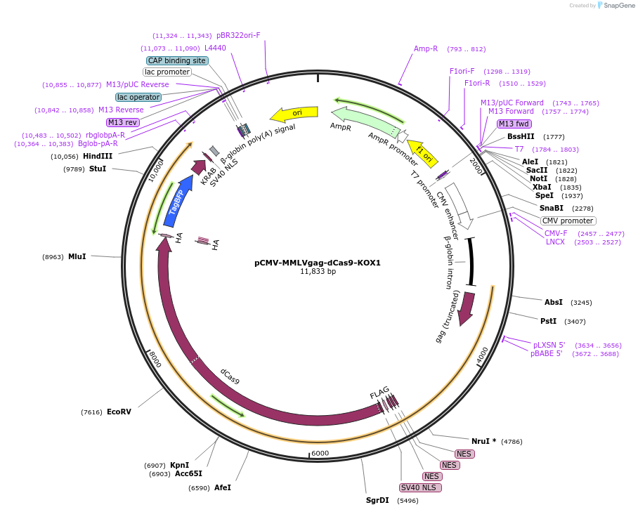 240528-plasmid-map-sequence-id-483546