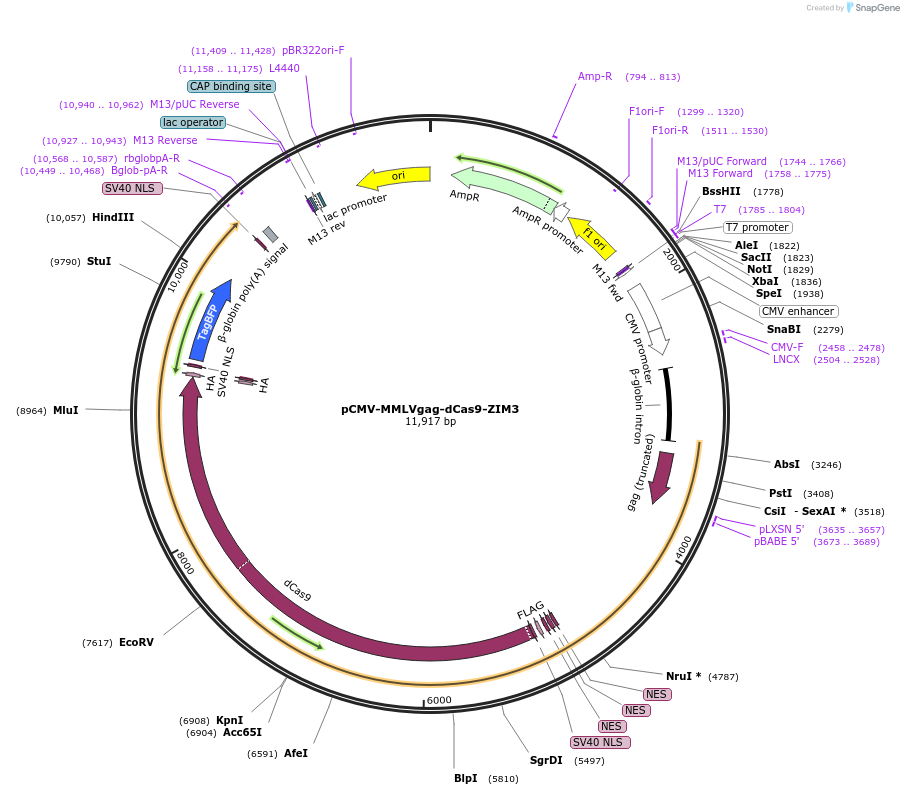 240527-plasmid-map-sequence-id-483548