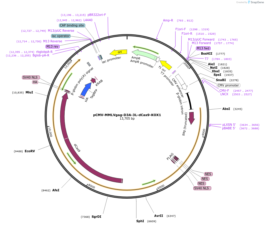 240532-plasmid-map-sequence-id-483549