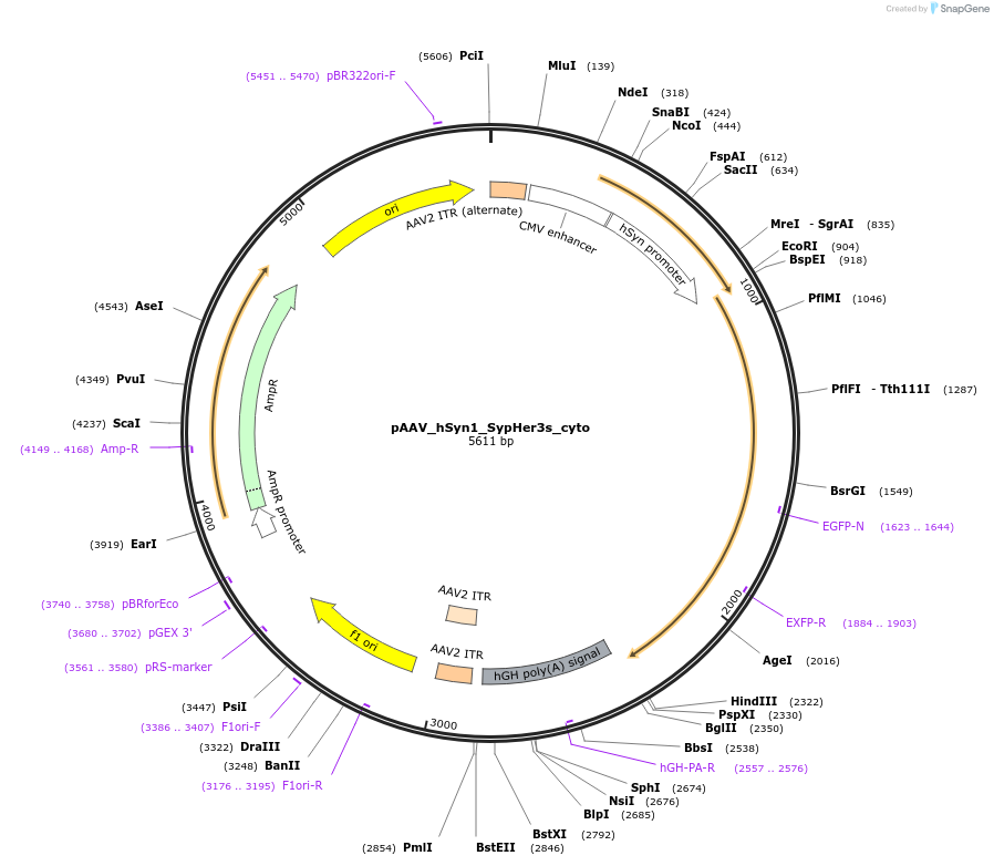 238971-plasmid-map-sequence-id-483550
